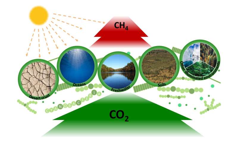 Blue-green algae found to produce greenhouse gas methane