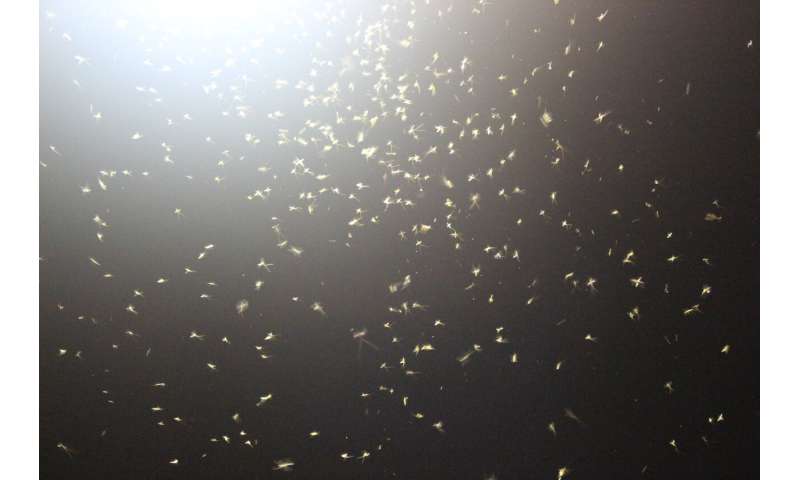 Mayfly populations falling fast in North America