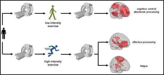 High and low exercise intensity found to influence brain function differently