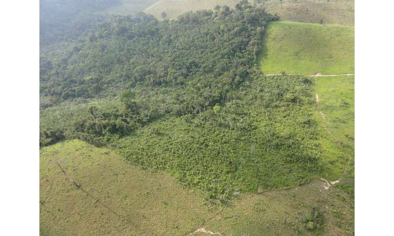 Secondary forests provide deforestation buffer for old-growth primary forests
