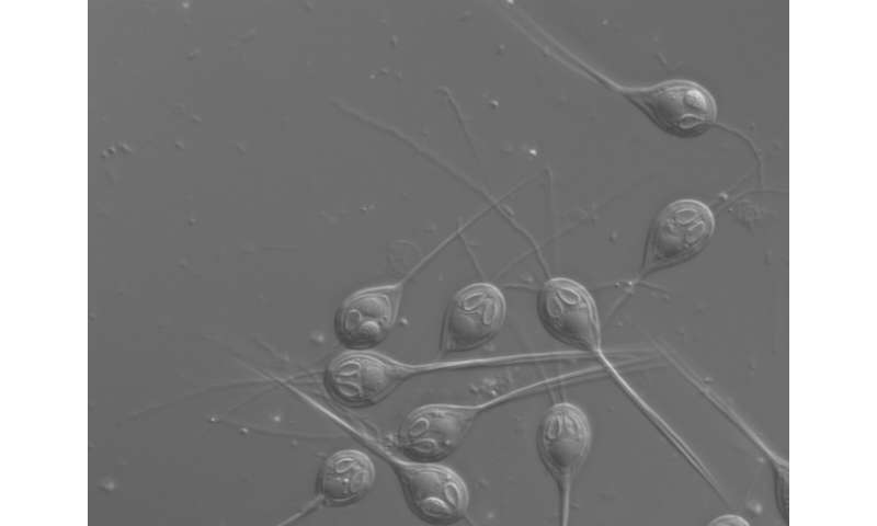 Microscopic parasite found to have no mitochondrial DNA