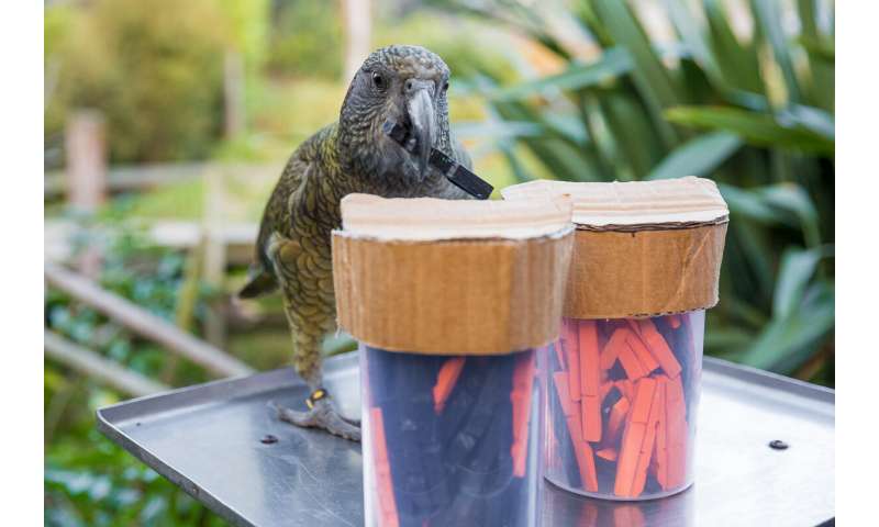 Parrots get probability, use stats to make choices: study