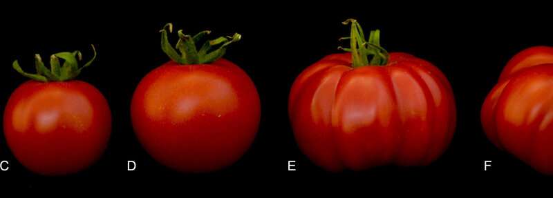 Gene switch ENO identified as a tomato fruit regulator
