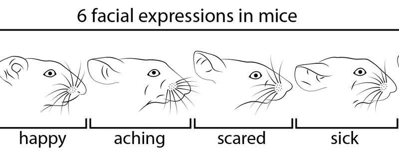 The face of a mouse reveals its emotions