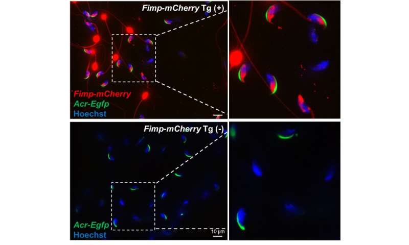 Novel sperm membrane protein FIMP facilitates mammalian fertilization