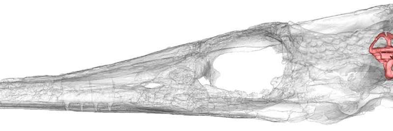 The evolution of the ear canal in an ancient crocodile relative