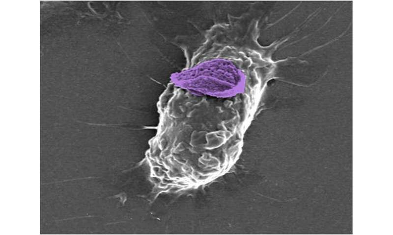 'Backpacks' boost immune cells' ability to kill cancer