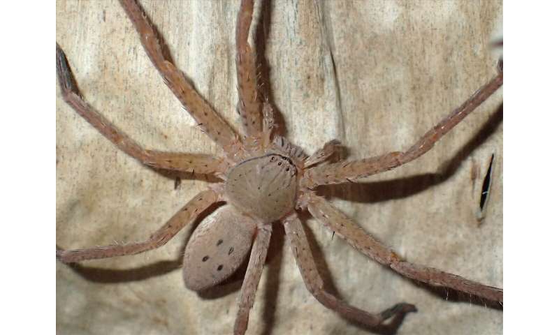 New species of spiders described in honour of Swedish climate activist