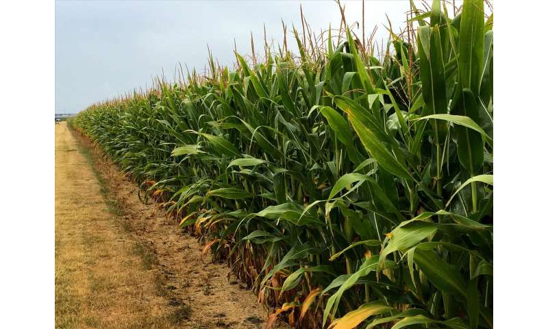 20-year field experiment: Rotate corn for better soil health