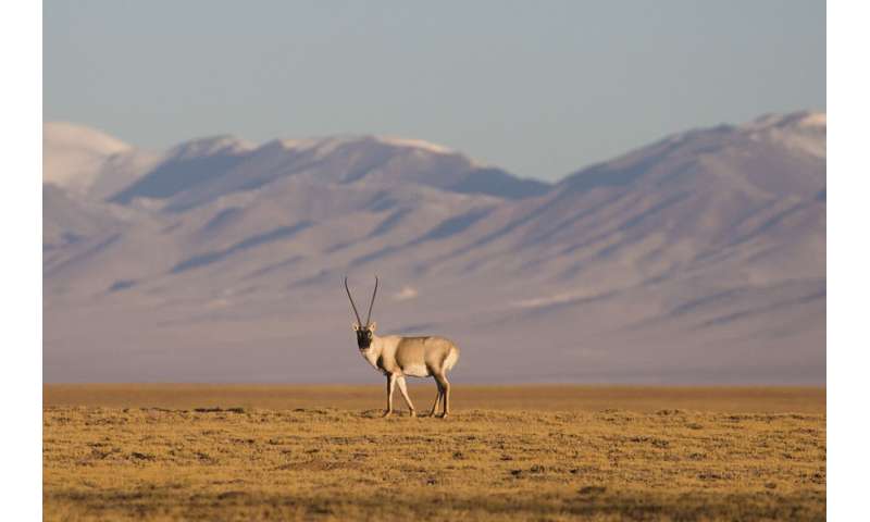 Tibetan antelopes developed a unique way to survive high in the mountains