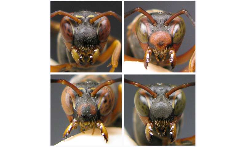 Tiny brains, big surprise: Eavesdropping wasps gain insights about fighting abilities of potential rivals