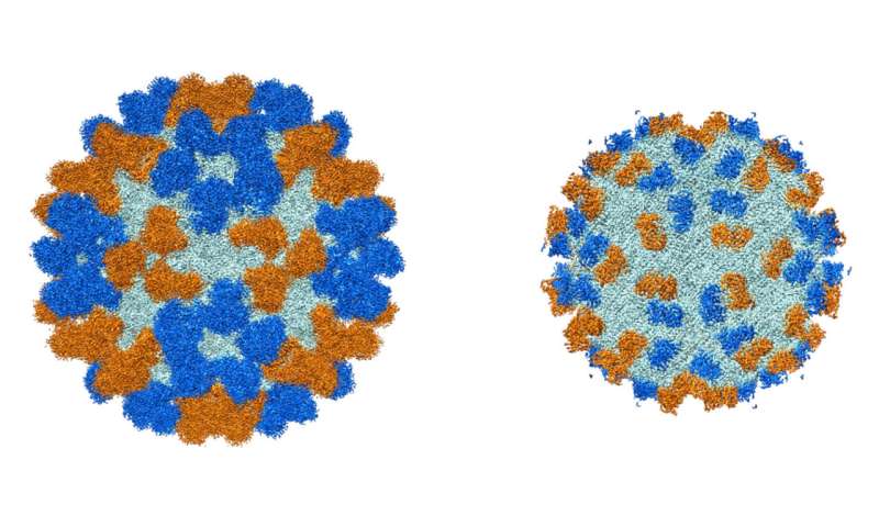 Protective antibodies identified for rare, polio-like disease in children
