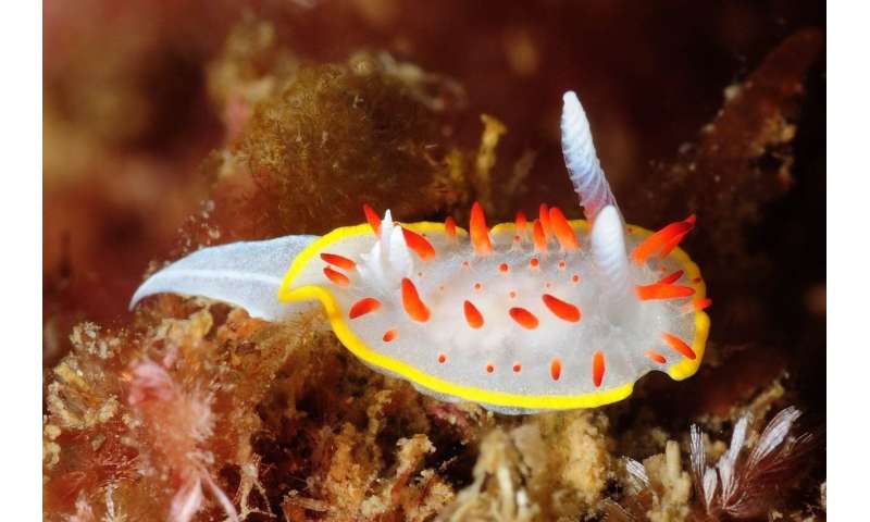 Sea slugs: discovering other inhabitants in the Barcelona coasts
