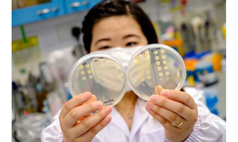 Team develops peptide that makes drug-resistant bacteria sensitive to antibiotics again