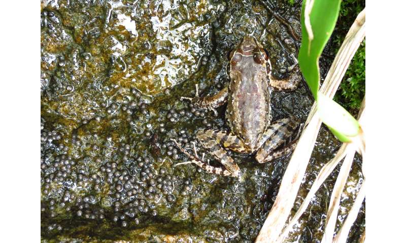 Male Brazilian frog stays loyal to two females in 'harem'