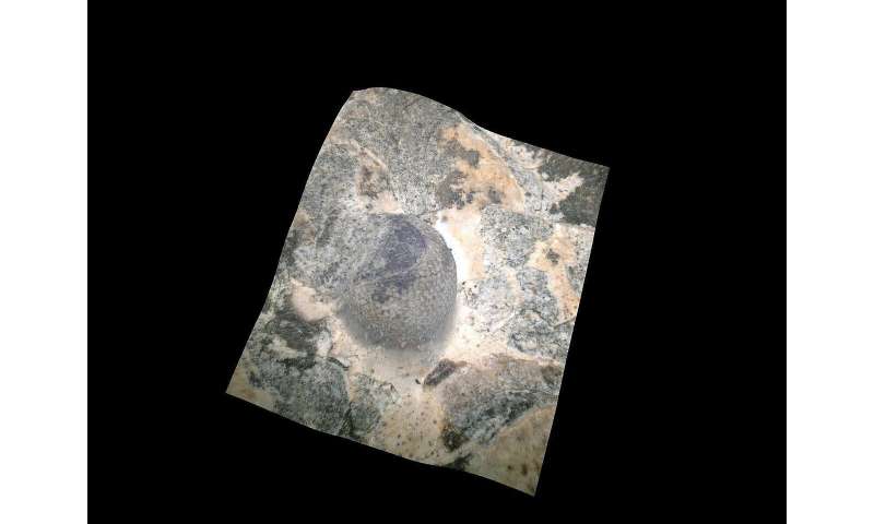 429-million-year-old eye provides a view of trilobite life