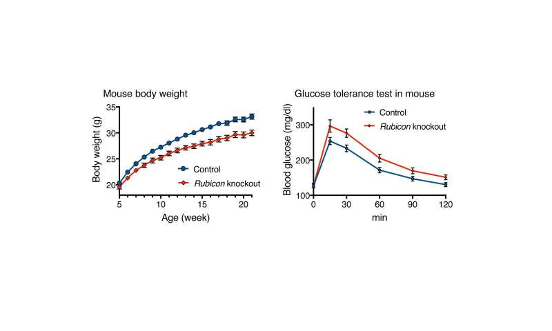 Is turning back the clock in aging fat cells a remedy for lifestyle diseases?