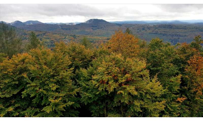 Climate change: Mixed-species tree stands adapt better than pure stands