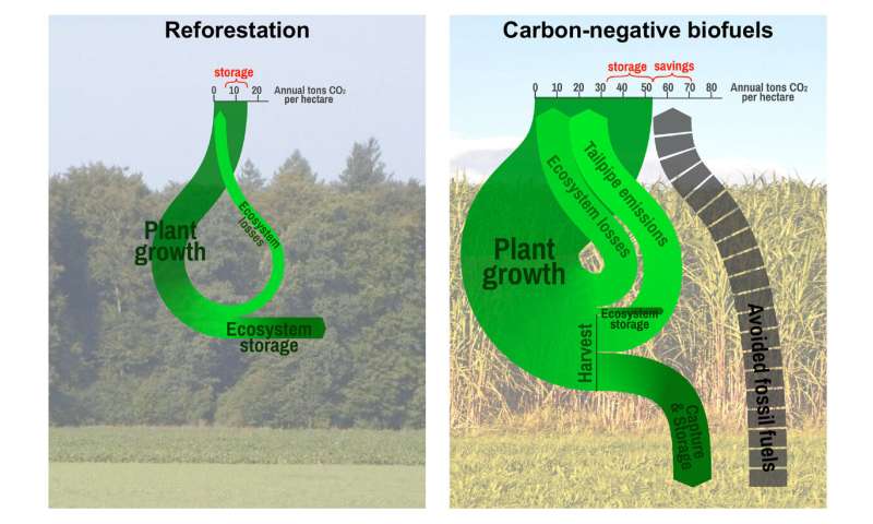 grassland vs forest carbon sequestration