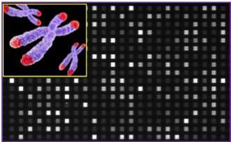Researchers develop new system to conduct accurate telomere profiling in less than 3 hours