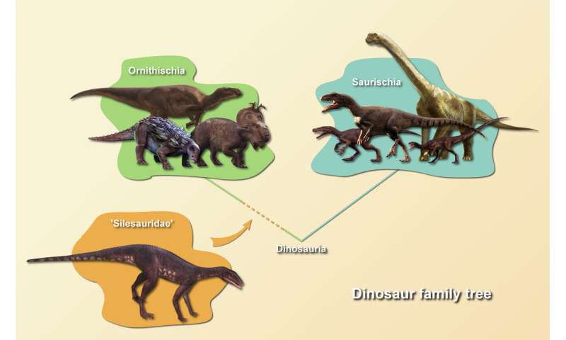 Sacisaurus helps to fill the hole in the evolution of ornithischians