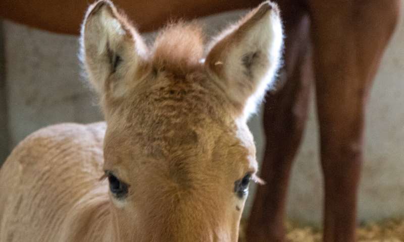 Birth of cloned Przewalski’s foal offers genetic diversityfor this endangered species