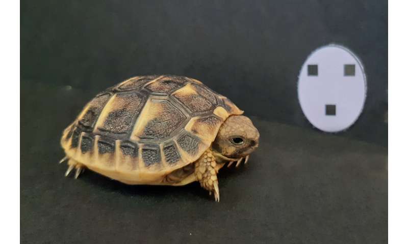 Tortoise hatchlings found to orient toward objects resembling faces