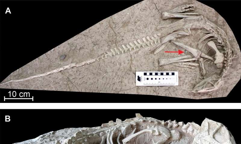 New 'eternal sleeper' dinosaurs unearthed in China