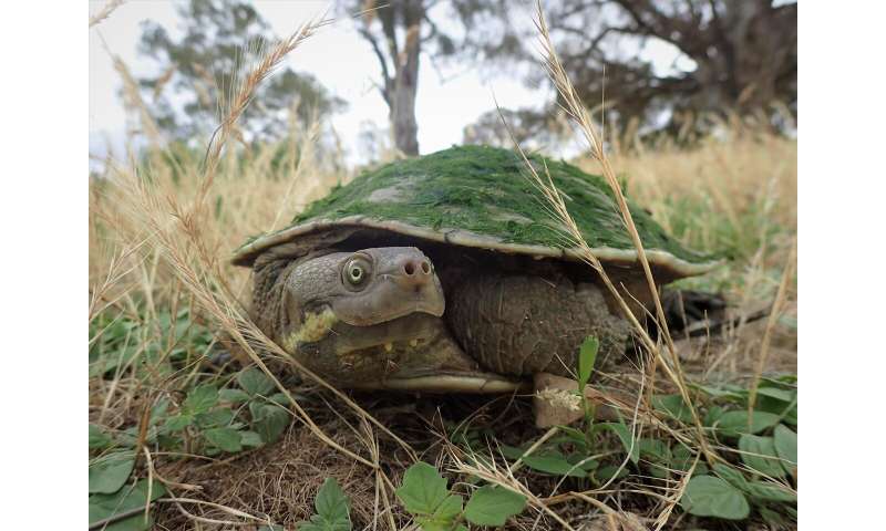 Freshwater biology: Turtle scavenging critical to freshwater ecosystem health