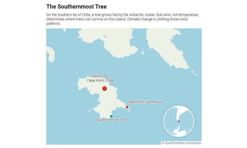 The world's southernmost tree hangs on in one of the windiest places on Earth – but climate change is shifting those winds
