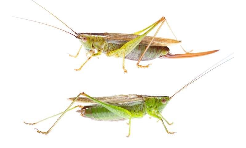 Crickets were the first to chirp 300 million years ago