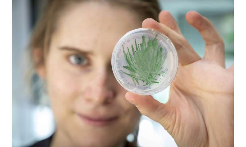 Las cianobacterias como catalizadores "verdes" en biotecnología