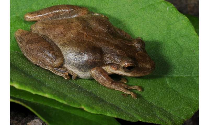 Researchers study the invasive frog’s role in Galapagos food web