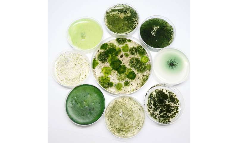 Cianobacterias: pequeños candidatos como grandes esperanzas para la medicina y la biotecnología