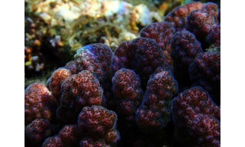 Cauliflower coral genome sequenced