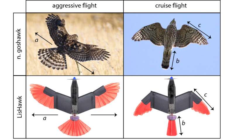 Raptor-inspired drone with morphing wing and tail