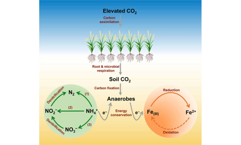 Large losses of ammonium-nitrogen from a rice ecosystem under elevated CO2