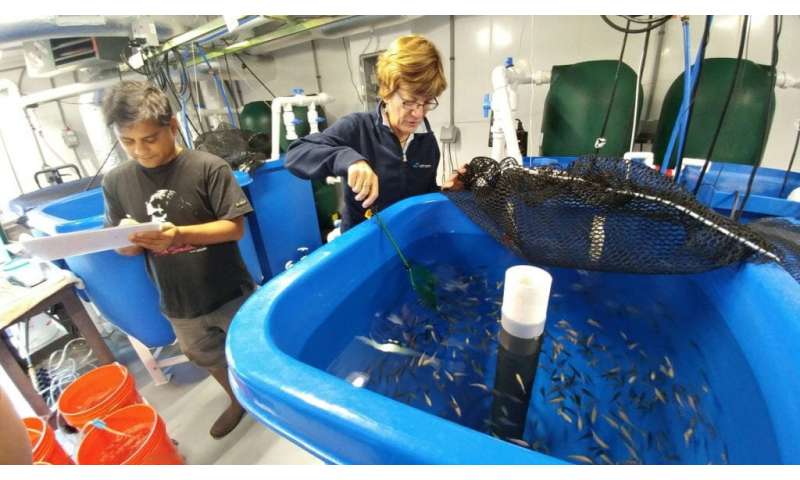 Research breakthrough achieves fish-free aquaculture feed that raises key standards