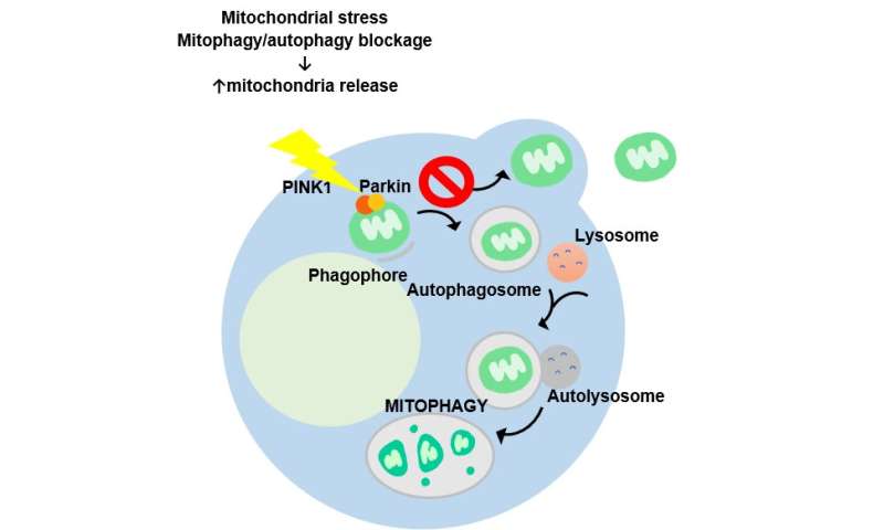 Cellular exclusion of mitochondria protects cells from damage
