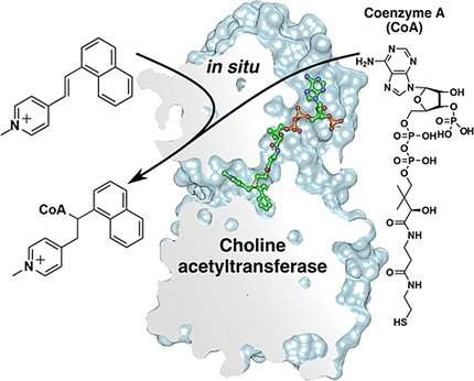 New method for the development of choline acetyltransferase inhibitors