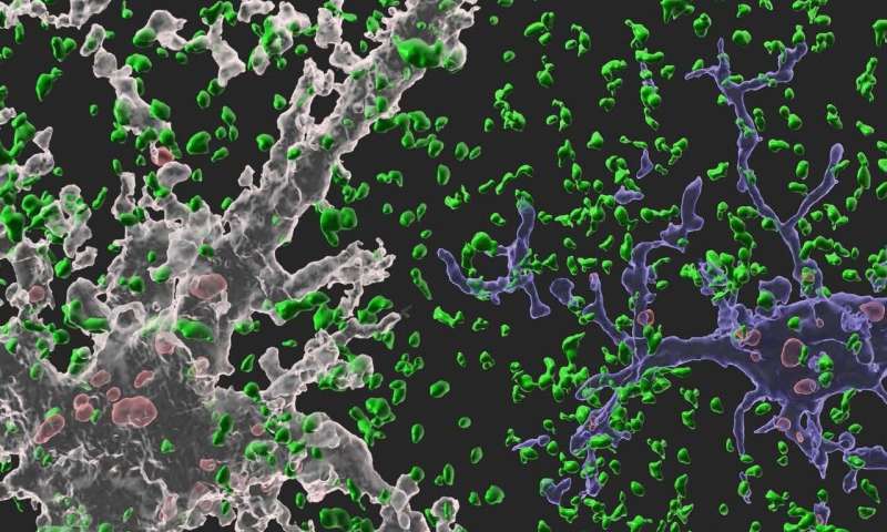 Astrocytes eat connections to maintain plasticity in adult brains