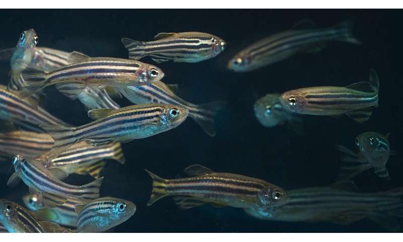 5G networks have few health impacts, Oregon State study using zebrafish model finds