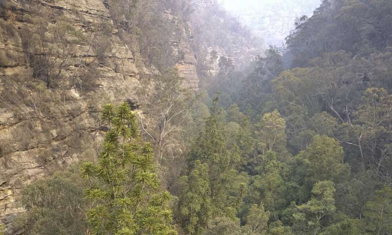 Australia firefighters save world's only rare dinosaur trees