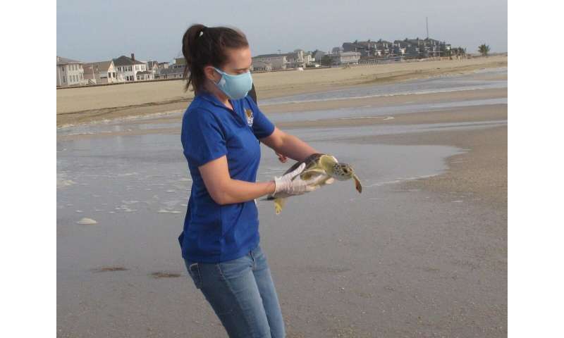 Once near death, rescued sea turtles sent back to the ocean