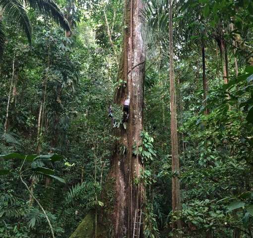 Tropical forests can handle the heat, up to a point