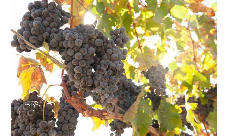 Uncovering the genetic basis of hermaphroditism in grapes, the trait that allowed domestication