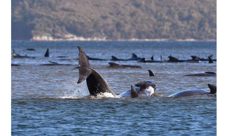 Whale swims free of Australian river as 270 are stranded
