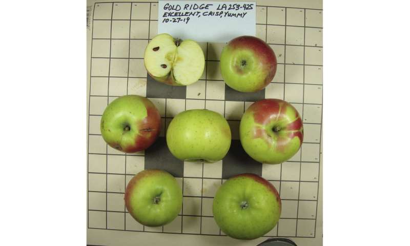 10 pioneer-era apple types thought extinct found in US West