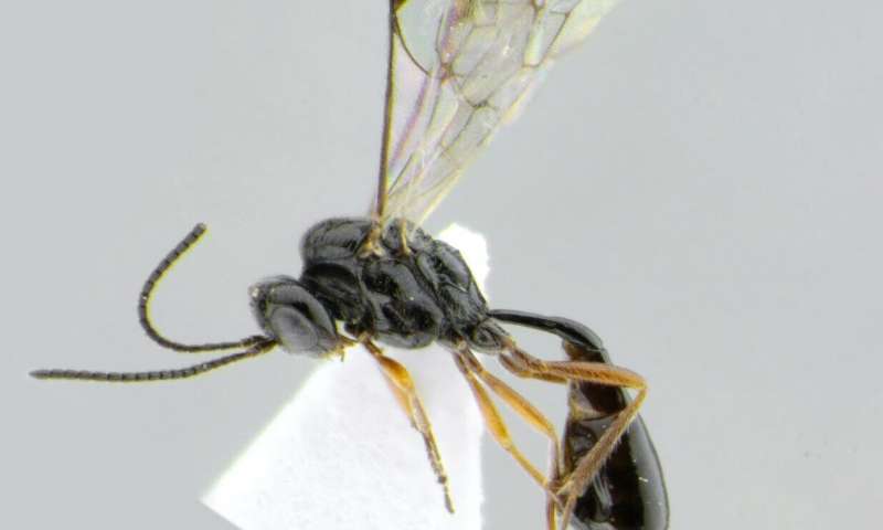 A new species of Darwin wasp from Mexico named in observance of the 2020 quarantine period