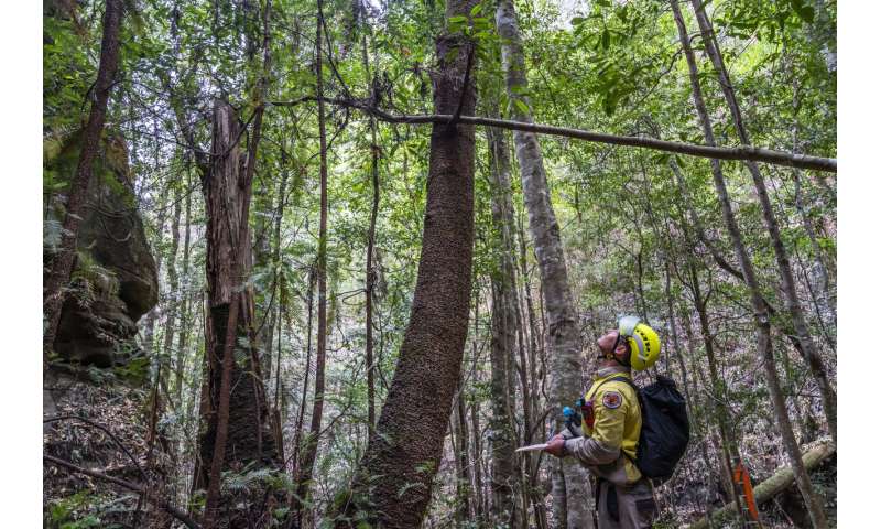 Australia firefighters save world's only rare dinosaur trees